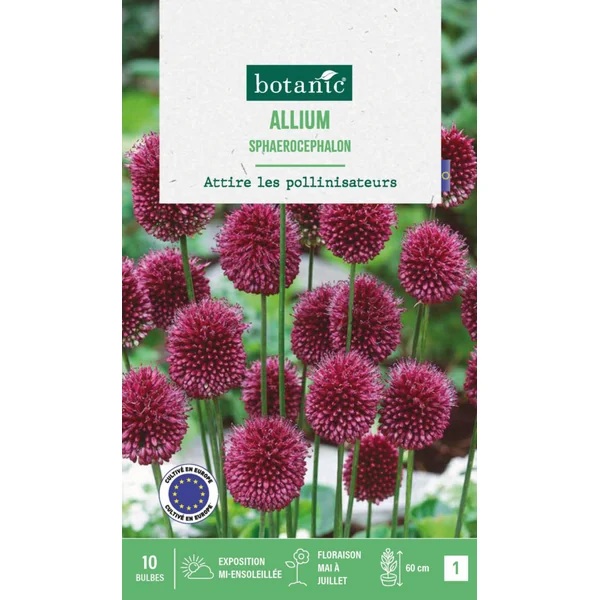 Allium sphaeracophalon en mélange botanic® - 10 bulbes