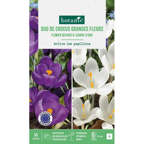Crocus en mélange coloris violet et blanc botanic® - 10 bulbes