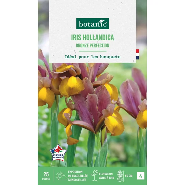Iris hollandica bronze perfection botanic® - 25 bulbes