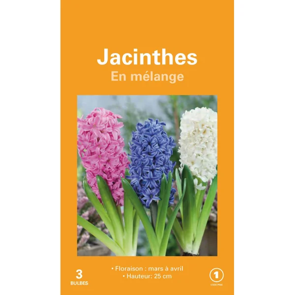 Jacinthe botanic® - 3 bulbes