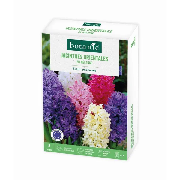 Jacinthe botanic® - 8 bulbes