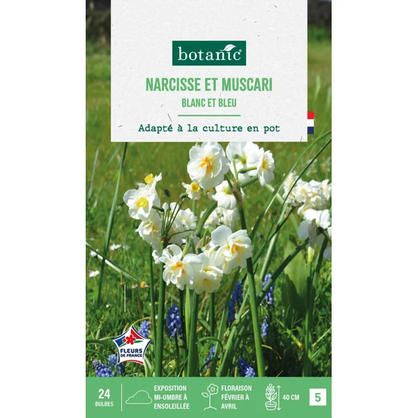 Muscari et narcisse pluriflore en mélange - 24 bulbes
