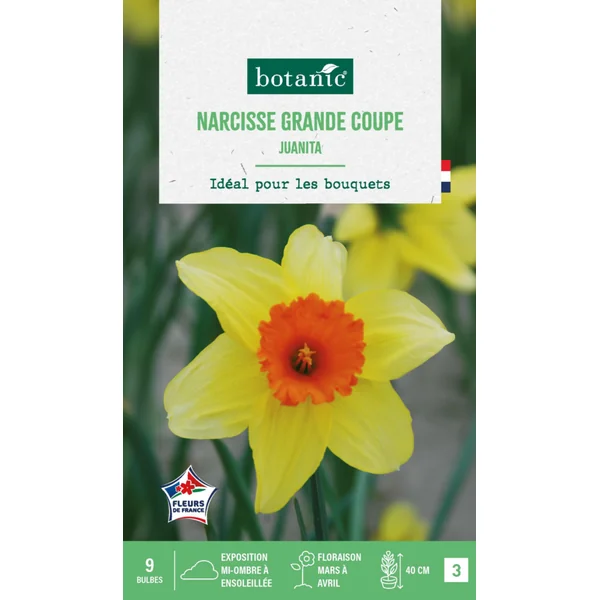 Narcisse grande coupe juanita botanic® - 9 bulbes