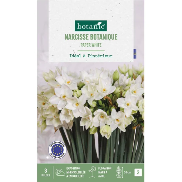 Narcisse intérieur Paper coloris blanc - 3 bulbes