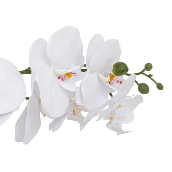 ORCHIDE POT CERAMIQUE CLERA H.52CM