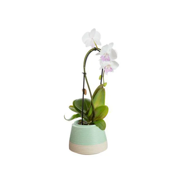 Phalaenopsis cascade avec un cache-pot en céramique coloris multicolore - Ø 9 cm