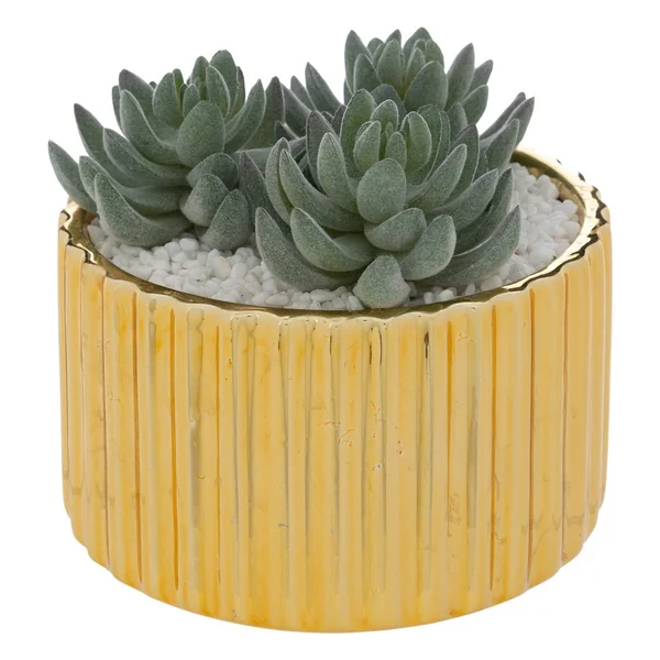 PLANTE LE COLLECTIONNEUR CERAMIQUE DORE H.12CM