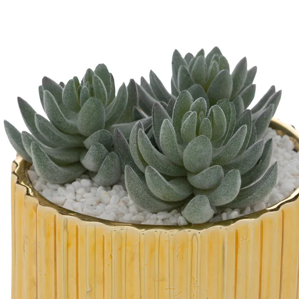 PLANTE LE COLLECTIONNEUR CERAMIQUE DORE H.12CM